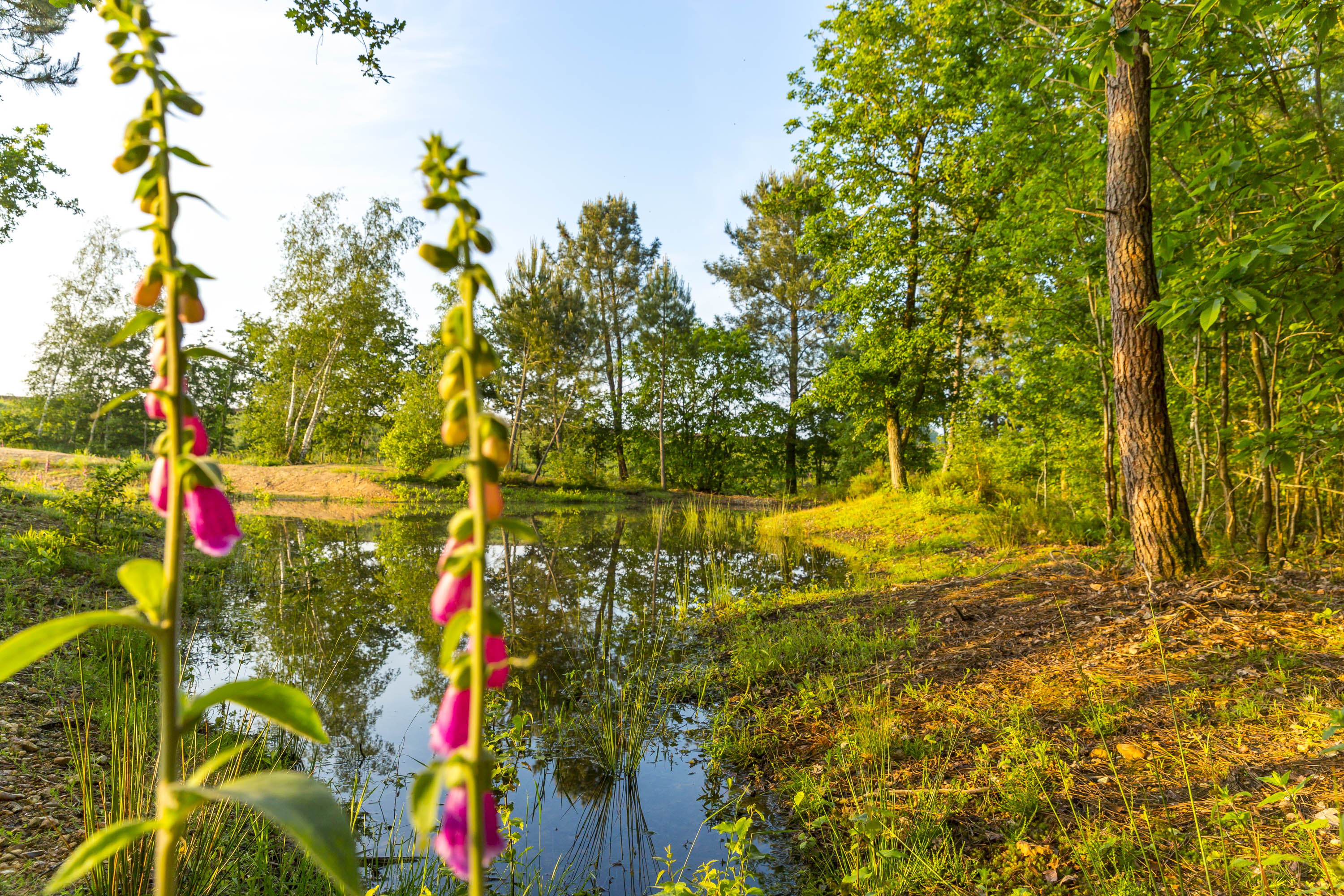 Site de compensation écologique sur la LGV BPL, avec des fleurs, des arbres et une mare